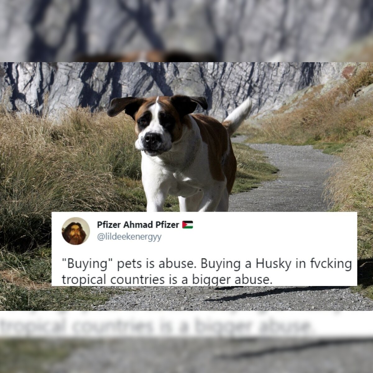 Desi Pet Owners Called Out for 'Animal Cruelty' Over Buying Foreign Breeds Unsuitable for Indian Climate Desi Pet Owners Called Out for 'Animal Cruelty' Over Buying Foreign Breeds Unsuitable for Indian Climate