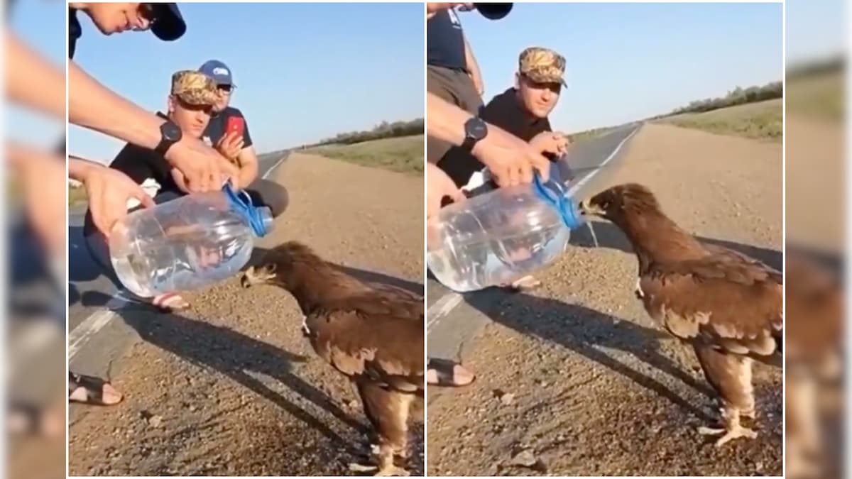 Video of Man Pouring Water Down Thirsty Eagles Throat is Winning Hearts on Twitter