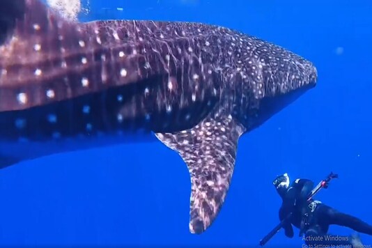 Screen grab from video uploaded by ocean_karadise/Instagram