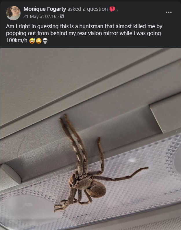 Giant Huntsman Spider Crawled Inside Australian Woman S Car Picture