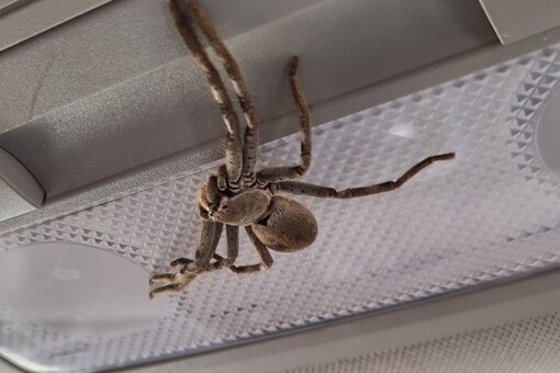 Huntsman Spider Crawled Australian Woman's Car, Picture Goes Viral