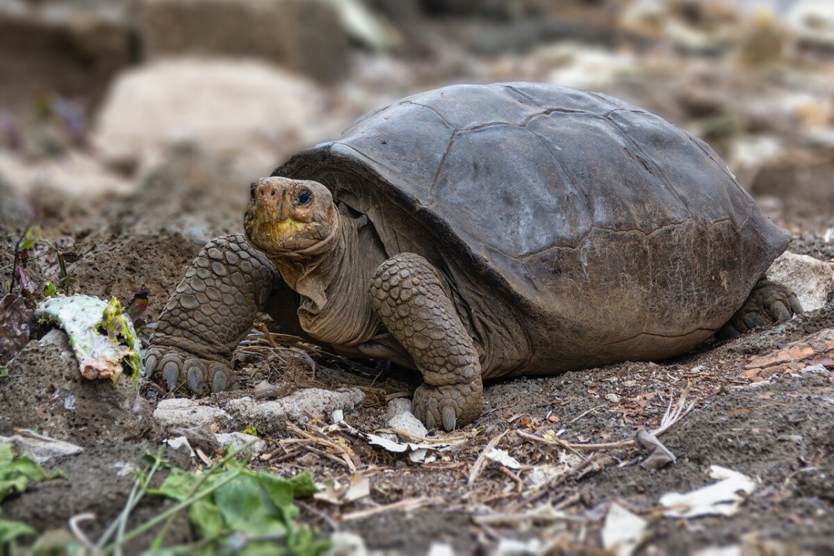 Galapagos Tortoise Found in 2019 From Species Thought to be Extinct ...