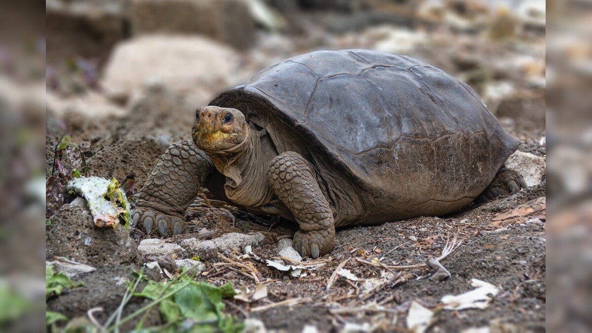 Galapagos Tortoise Found in 2019 From Species Thought to be Extinct, Finds Genetic Study