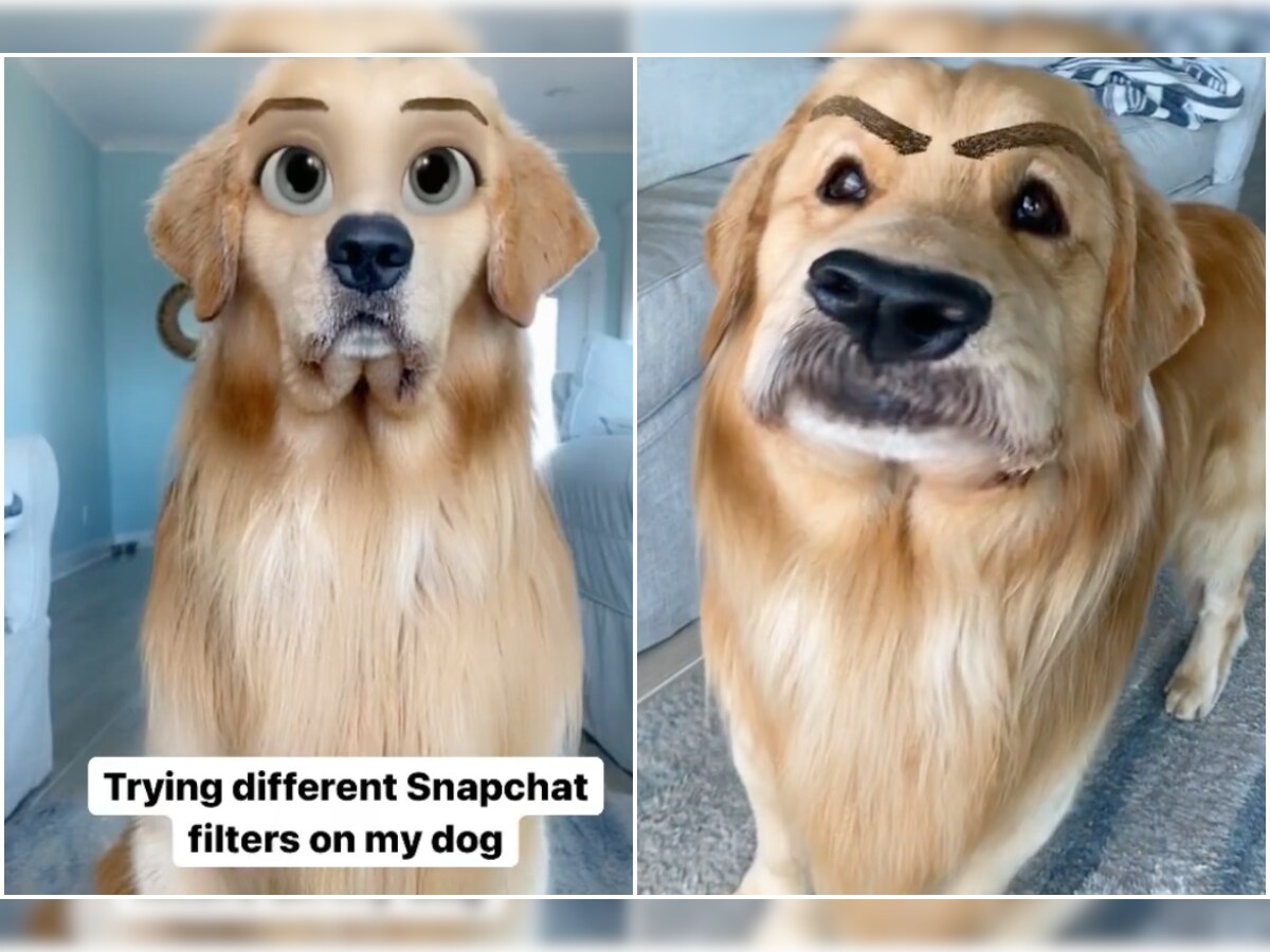 This Golden Retriever Has Been Trying on Human Snapchat Filters, Photos are  Breaking Internet
