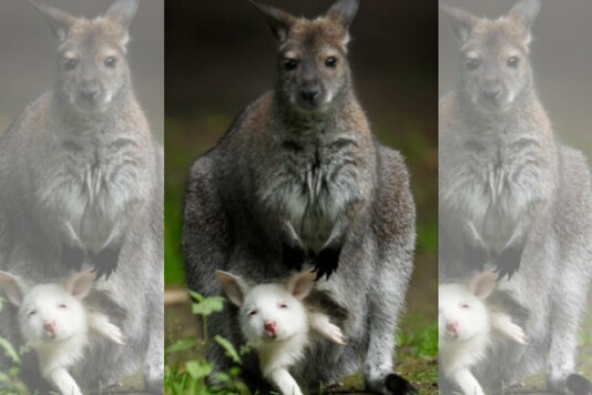 Wallaby / News18.