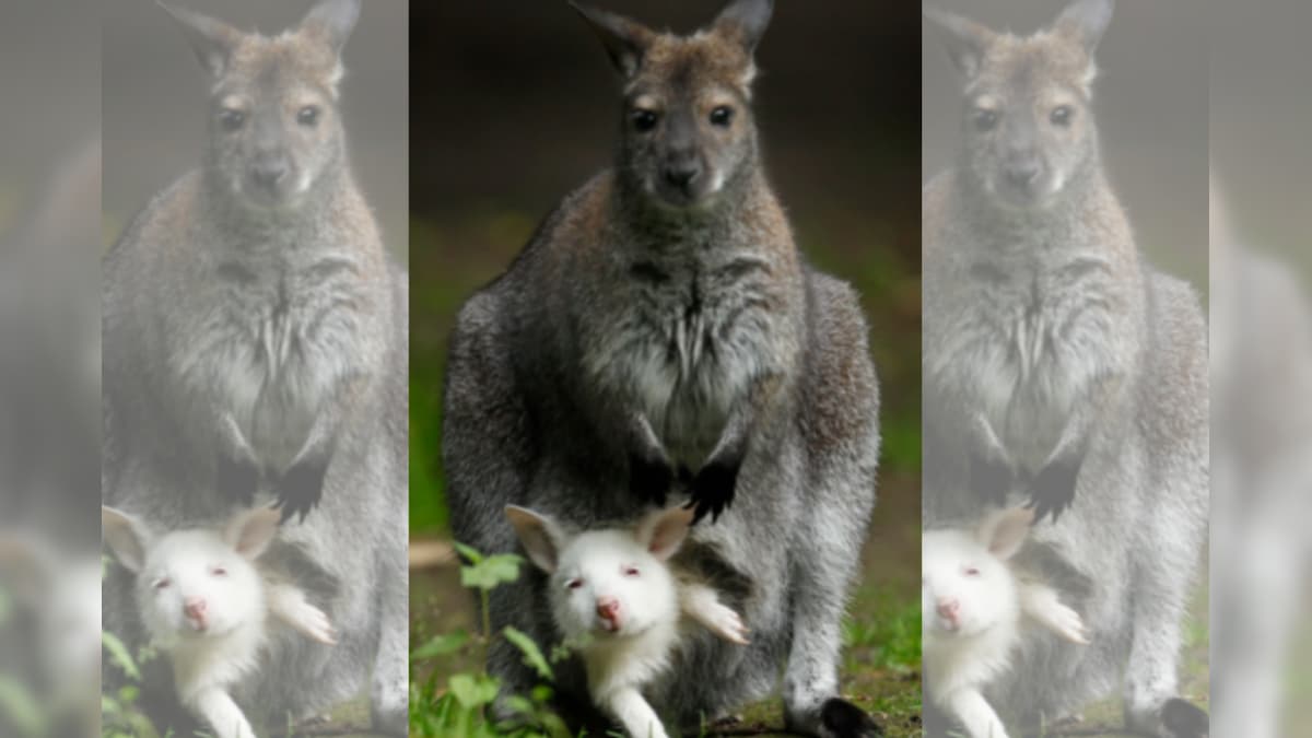 How Australia Managed to Bring the Endangered Wallaby Back from Brink of Extinction