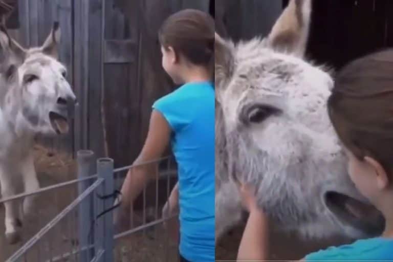 Watch: Donkey Reunites With Little Girl Who Raised Him, Viral Video Leaves  Netizens Teary-eyed - News18