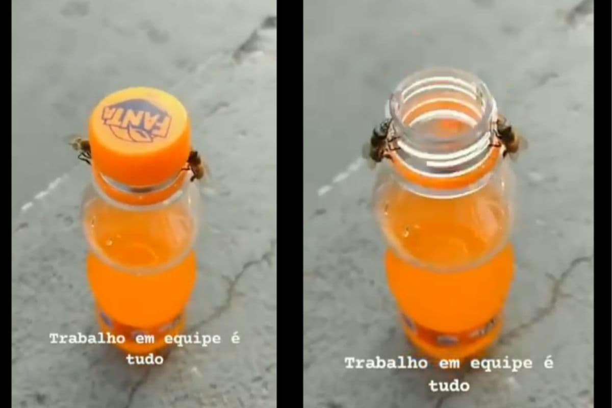 WATCH How Two Bees are Opening a Bottle Cap is Leaving Netizens in Awe
