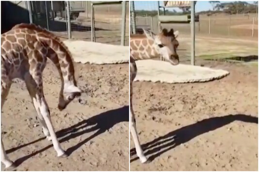 Baby giraffe | Image credit: Twitter