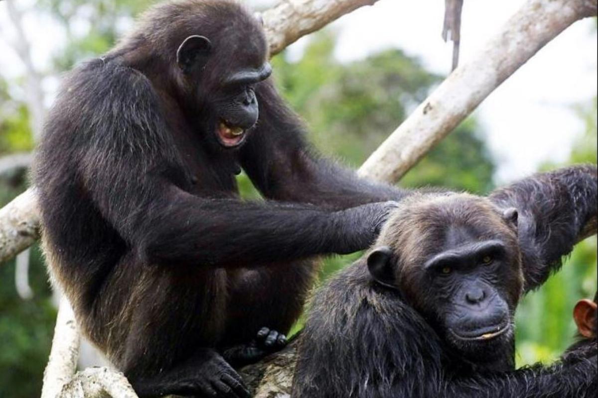 Chimpanzees Learnt 'Handshake' the Same Way Humans Did: Social Behavior