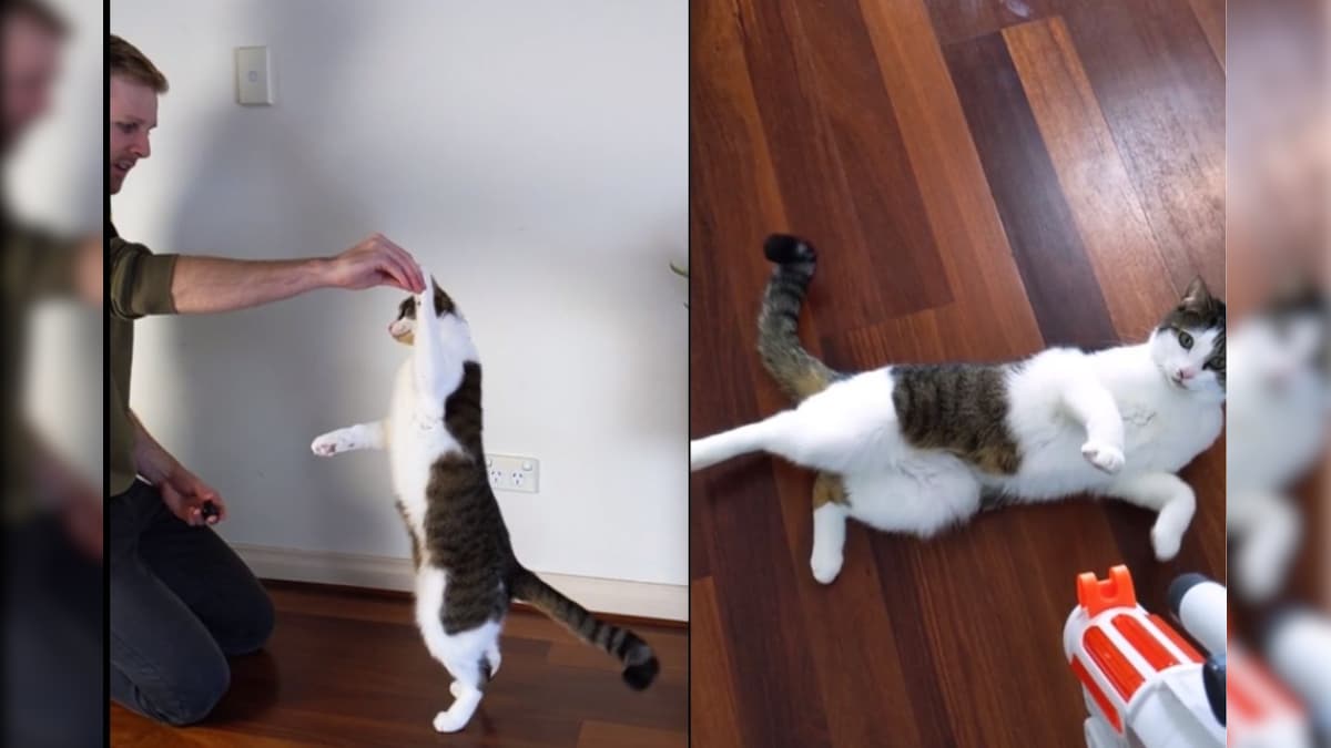 Watch: Broccoli the Cat Has Learnt Some 'Purrfect' Tricks and the Internet is Impressed