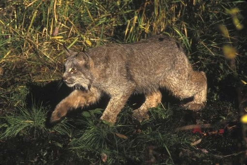 Scientists Record Previously Unheard Sounds of Canada Lynx Hunting and They're Terrifying Scientists Record Previously Unheard Sounds of Canada Lynx Hunting and They're Terrifying