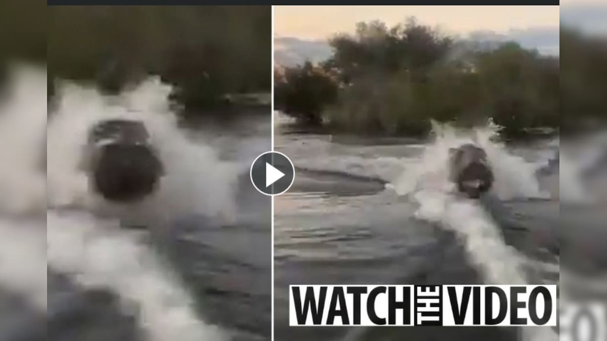 Angry Hippopotamus Chases Speedboat and Safari Visitors in Lake Victoria, Video Goes Viral