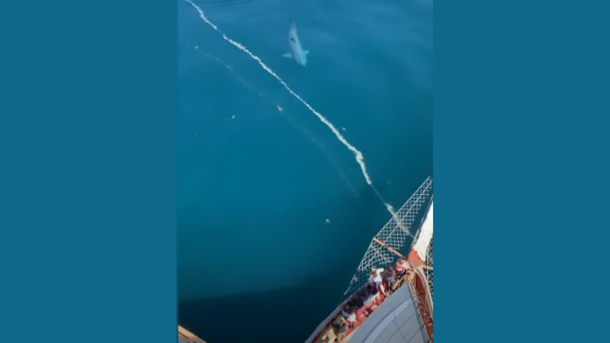 Extinct Shark? TikTok Video of 'Megalodon' Spotted in Massachusetts Leaves Netizens Mesmerized