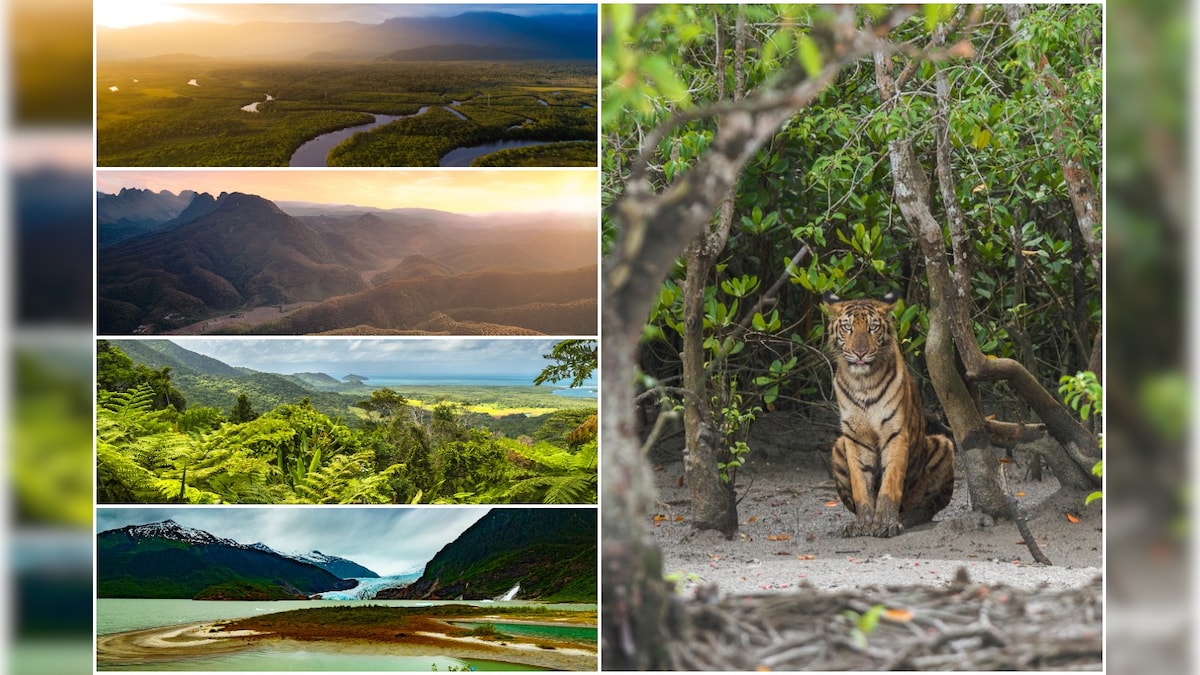 World Environment Day 2021: A Look at some of the World's Largest Forests and How They're Rapidly Vanishing