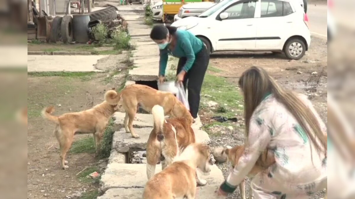 Amid the world's strictest lockdown, people who feed stray dogs