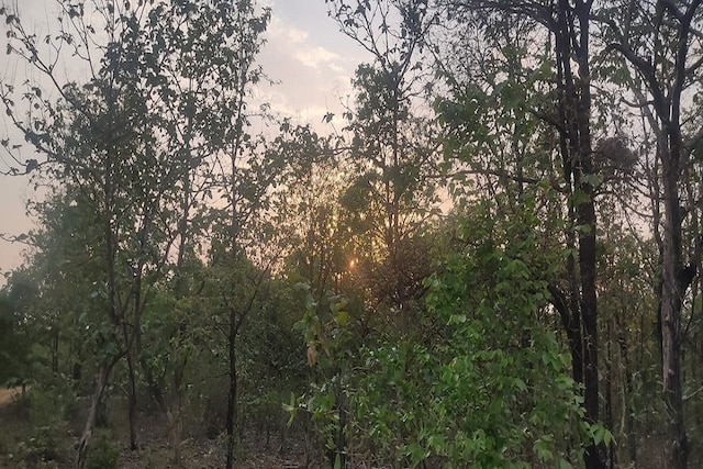 Buxwaha forest in Chhatarpur district of Madhya Pradesh. (Image: News18)