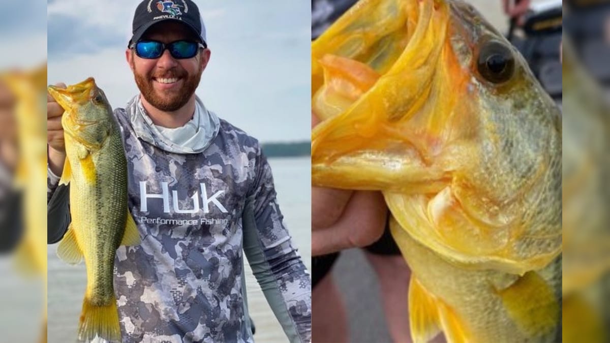 US Man Reels in 'Rarest of Rare' Golden Largemouth Bass Fish, Scientist Cites Genetic Anomaly for Unique Colour