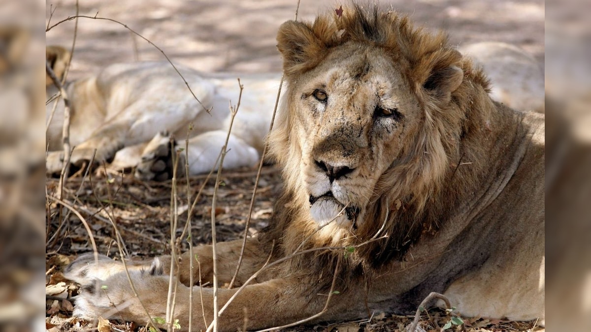 Junagadh Zoo Buzzing with Lion Cubs, 14 New Arrivals till June