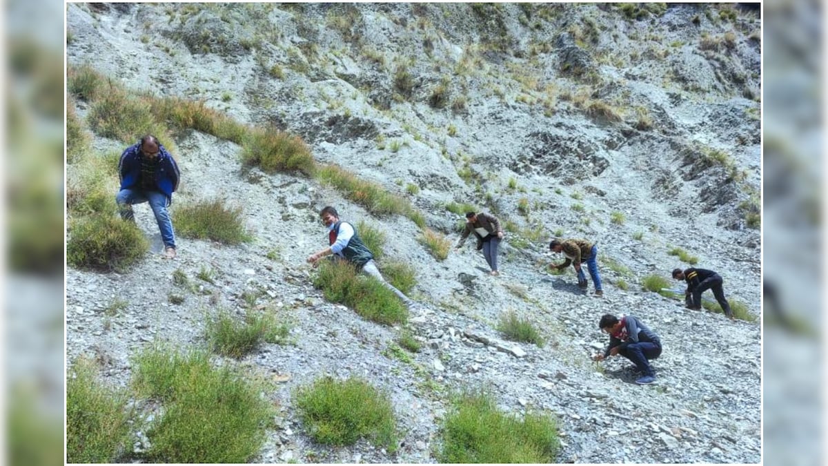 Seeds of Hope: Can Bamboo Turn this Former Firing Range Green Again?