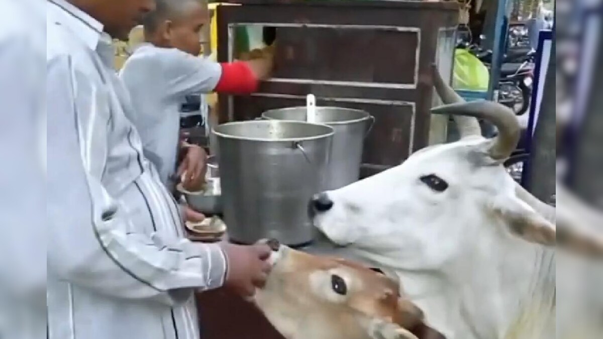 Watch Lucknow Man Feeds 'Pani Puri' to a Cow and Calf in Viral Video