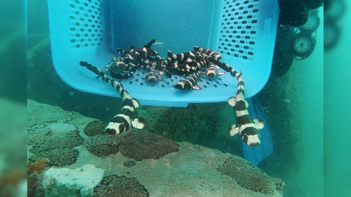 Endangered Bamboo Sharks Get a New Lease of Life in Gulf of Thailand