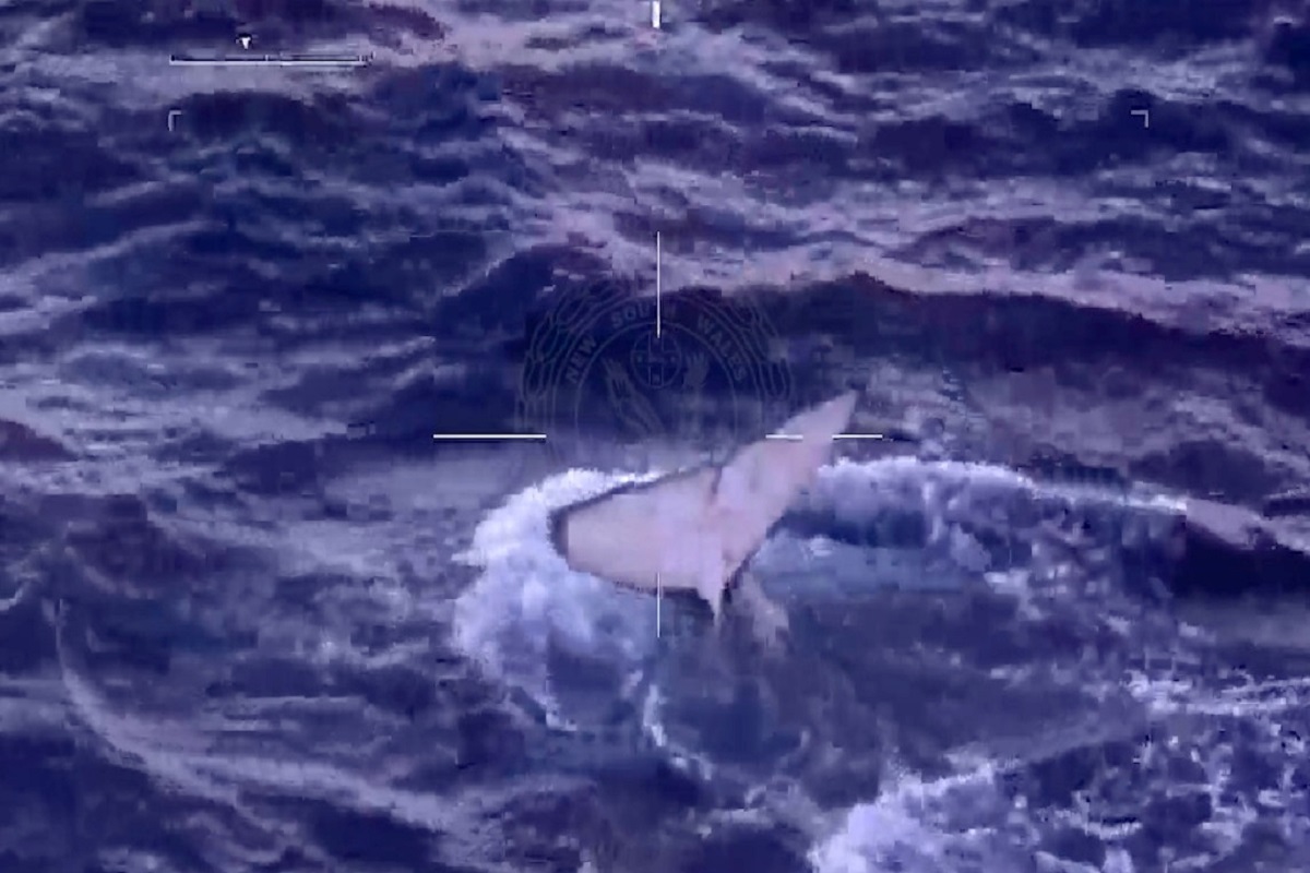 Australian Police Rescue Young Humpback Whale Entangled in Fishing Nets Off Sydney Coast