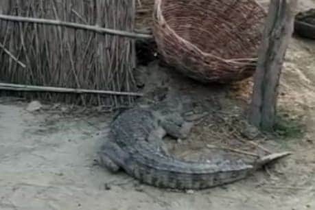 British Woman Punches Crocodile In Face To Save Twin Sister S Life In Mexico Lagoon