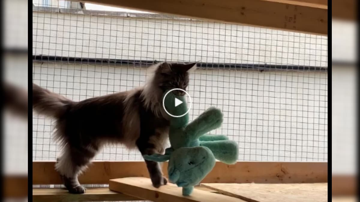 WATCH: Cat Confused about Where to Keep His Favourite Toy in Adorable Video Wins Hearts