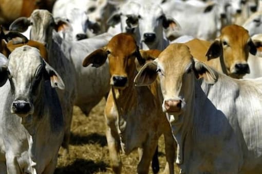 Karnataka CM BS Yediyurappa Launches First-of-its-kind Cattle War Room Karnataka CM BS Yediyurappa Launches First-of-its-kind Cattle War Room