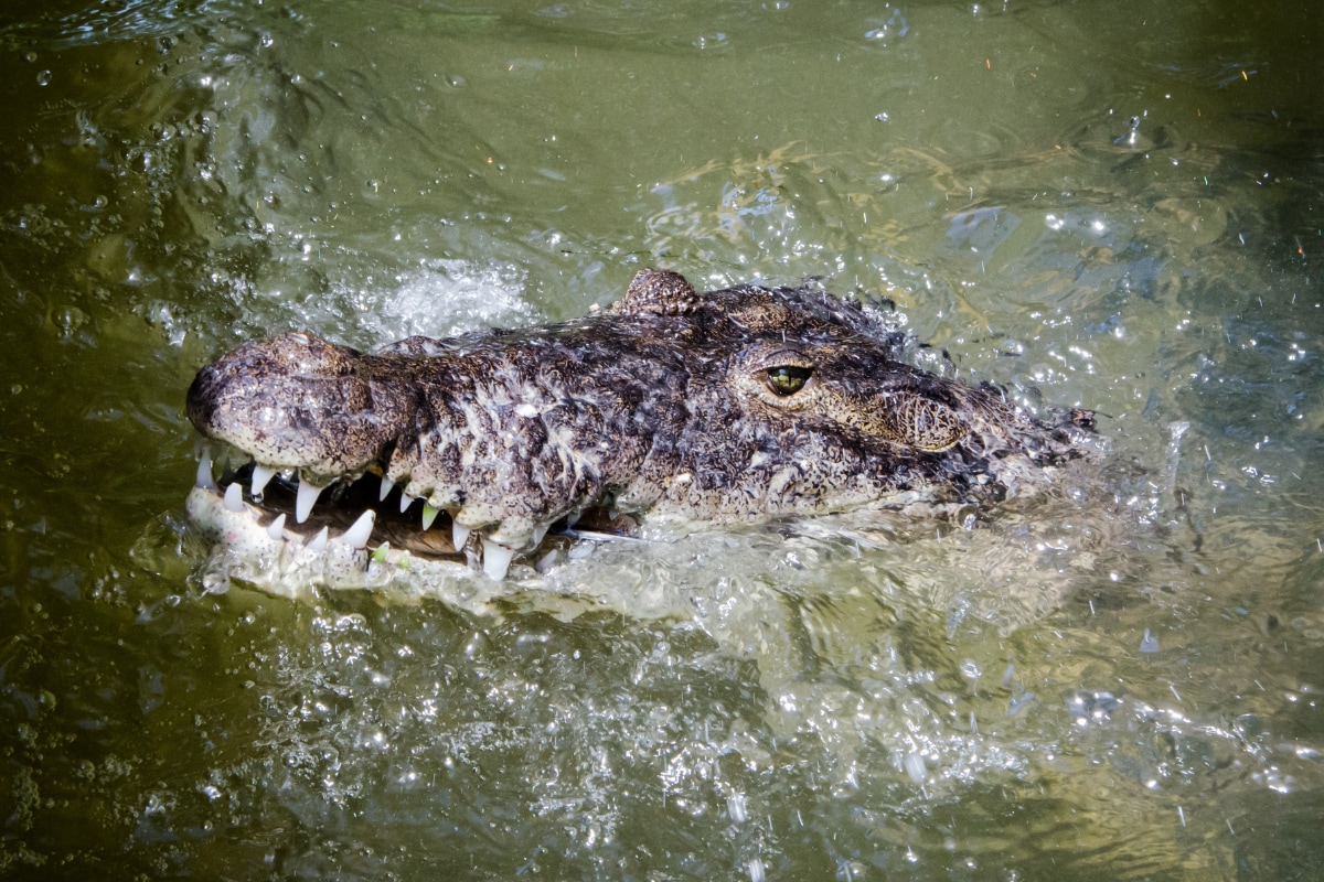 British Woman Punches Crocodile In Face To Save Twin Sister S Life In Mexico Lagoon