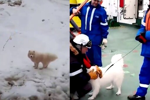 1-year-old dog named Aika was stranded on floating ice in the Arctic before being rescued by sailors on a nearby icebreaker. (Credit: Reuters Video/Twitter)