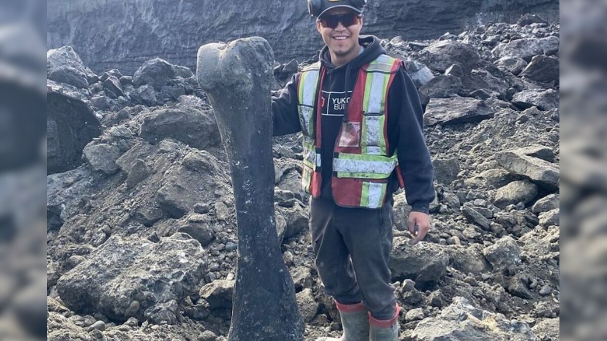 Mammoth Discovery: Miners in Canada’s Yukon Chance Upon Well-preserved Fossils of Ice-age Beasts