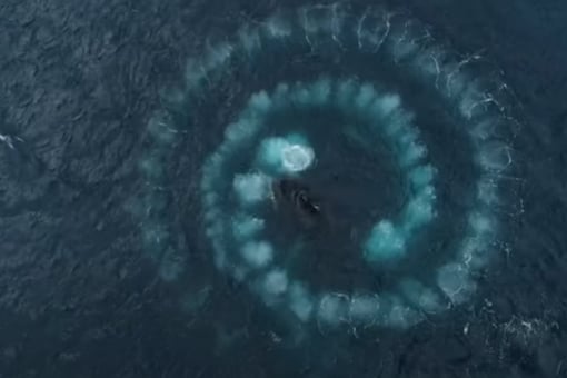 Video grab of humpback whales engaging in bubble feeding.
(Credit: YouTube)