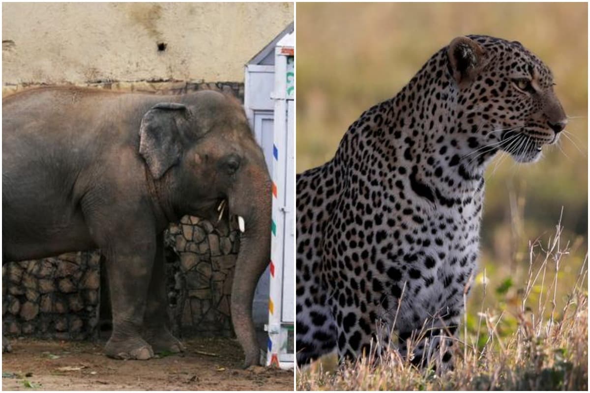 Hyderabad: Animal keeper killed in 'elephant attack' at Nehru Zoo  Park-Telangana Today