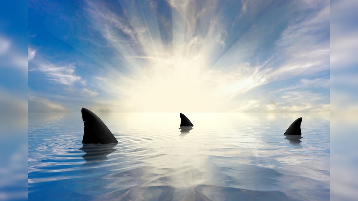 Aussie Angler Films Himself Fighting Three Sharks in Shallow Water, Watch Viral Video