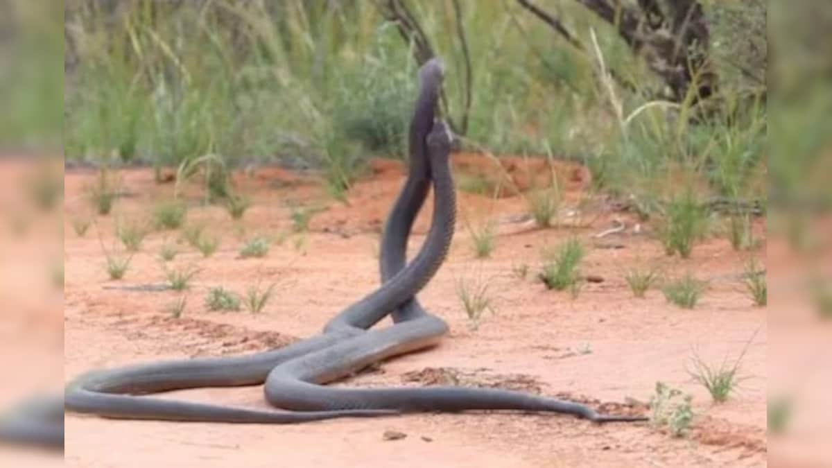 Watch: Snake Couple Spotted Dancing In Field, Video Goes Viral