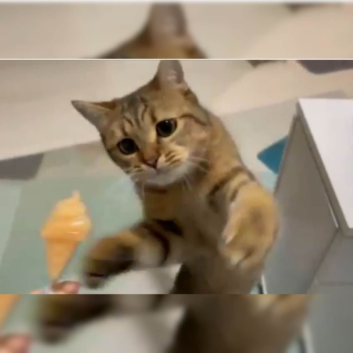 Watch This Cat Enjoying Its Summer Ice Cream Treat In Adorable Video Will Warm Your Heart