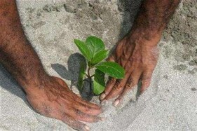 How Telangana MP's Silent Transformation Led to Planting of Over 10 Crore Trees