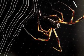 Vegan Spider Silk a Sustainable Alternative To Single-Use Plastics, Say Researchers