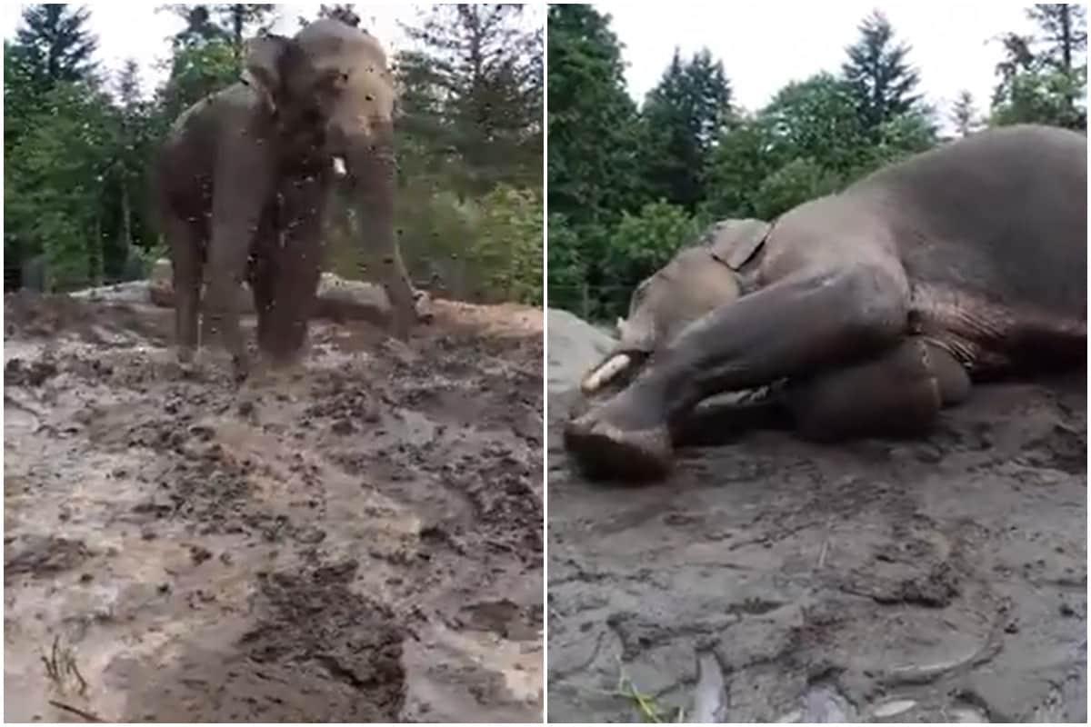 Viral Video of Elephant Enjoying 'Spa Day' in Mud is Winning Twitter