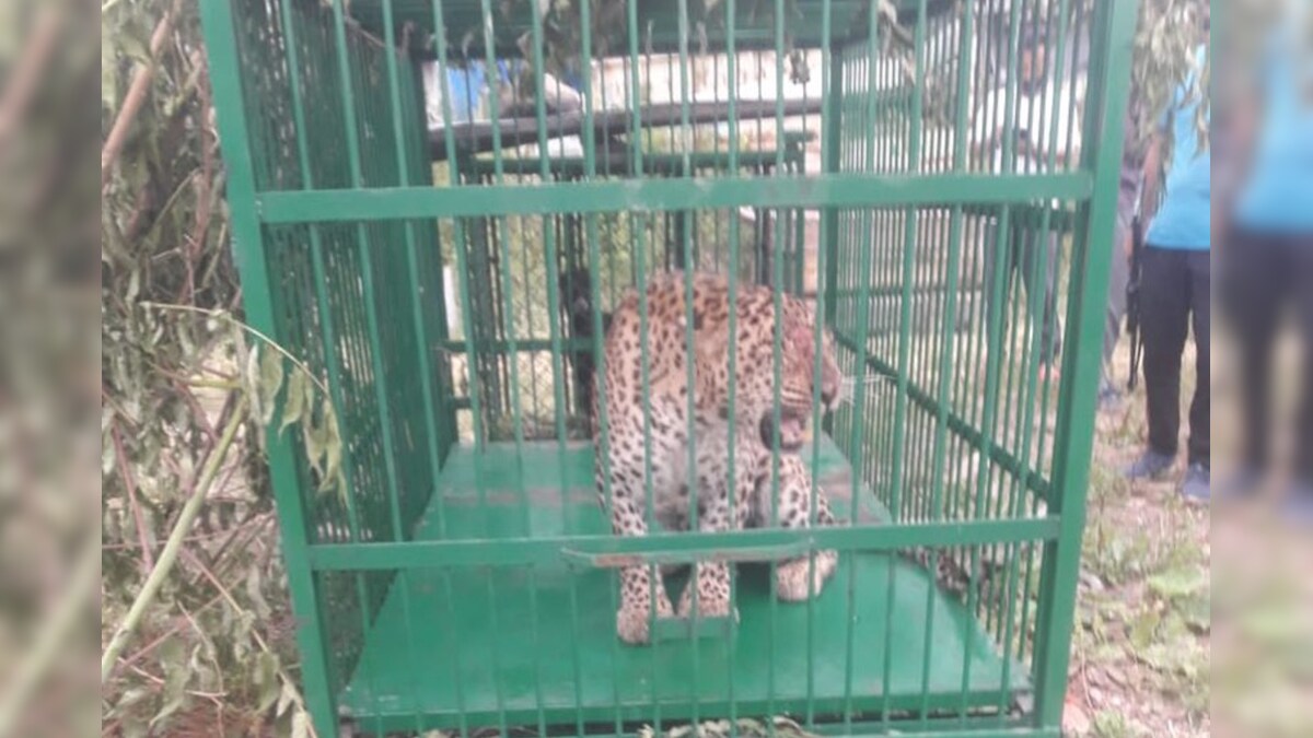 Menanimalsex - Kashmir's Rising Man-Animal Conflict Under Lens As Leopard Kills  Four-Year-old Girl - News18