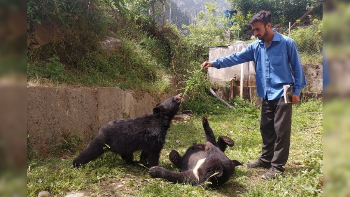 Two Abandoned Asiatic Bear Cubs Find Shelter Near India-Pakistan Border