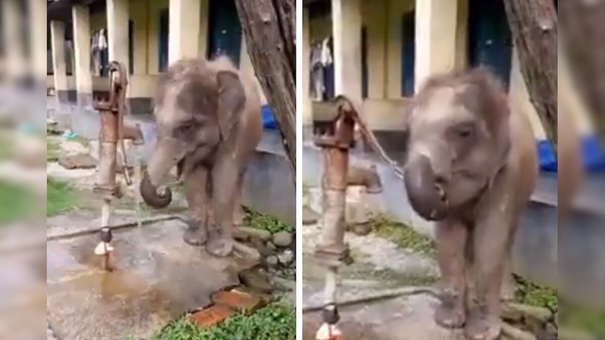 Watch: Adorable Video Shows Baby Jumbo Using Trunk to Operate Hand Pump to Drink Water