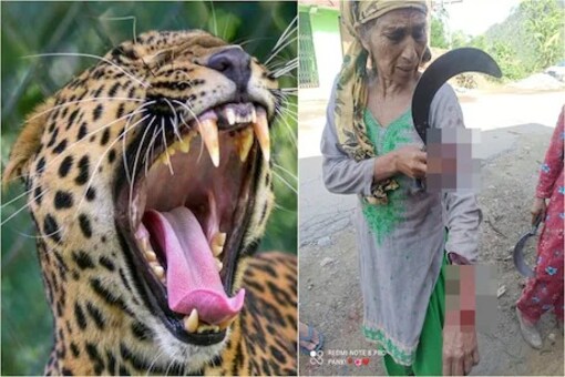 Elderly Woman Fights off Leopard in Himachal Pradesh, Sustains Injuries