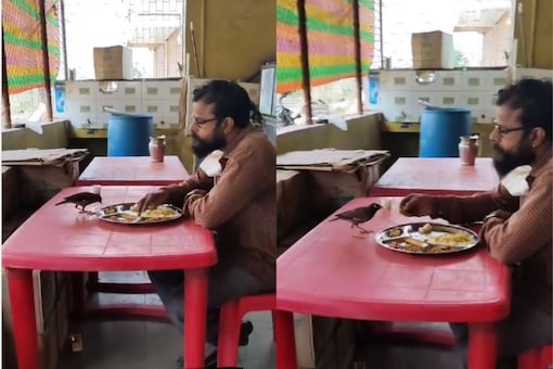 Video grab of man and bird eating from same plate.
(Credit: Instagram)