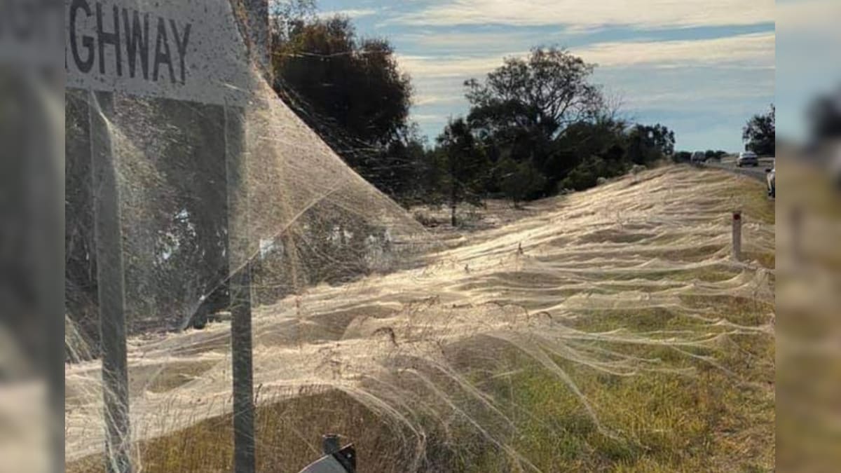 Photos of Australian Town Covered in Thick Cobweb is Straight Outta Horror movie