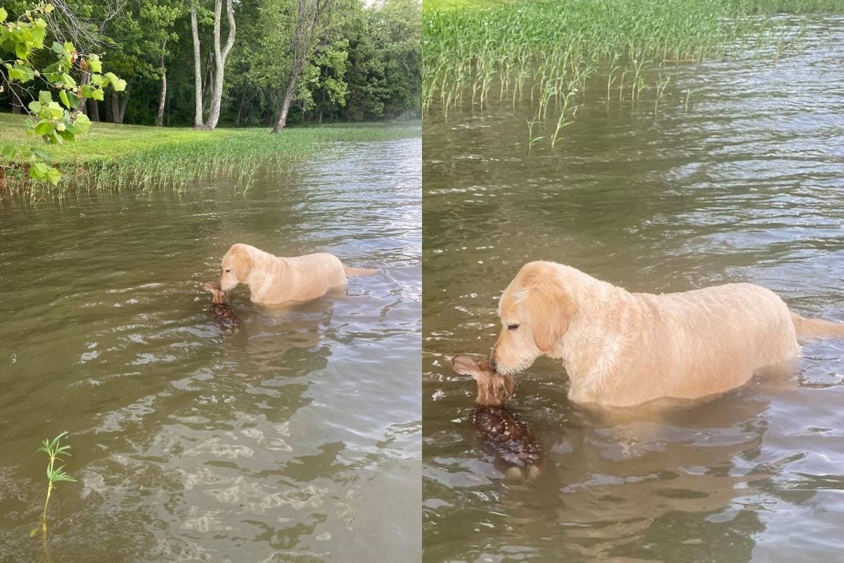 He's a Hero': Netizens Have All the Love for Harley the Dog Who Saved Baby  Deer From Drowning | Buzz News - News18