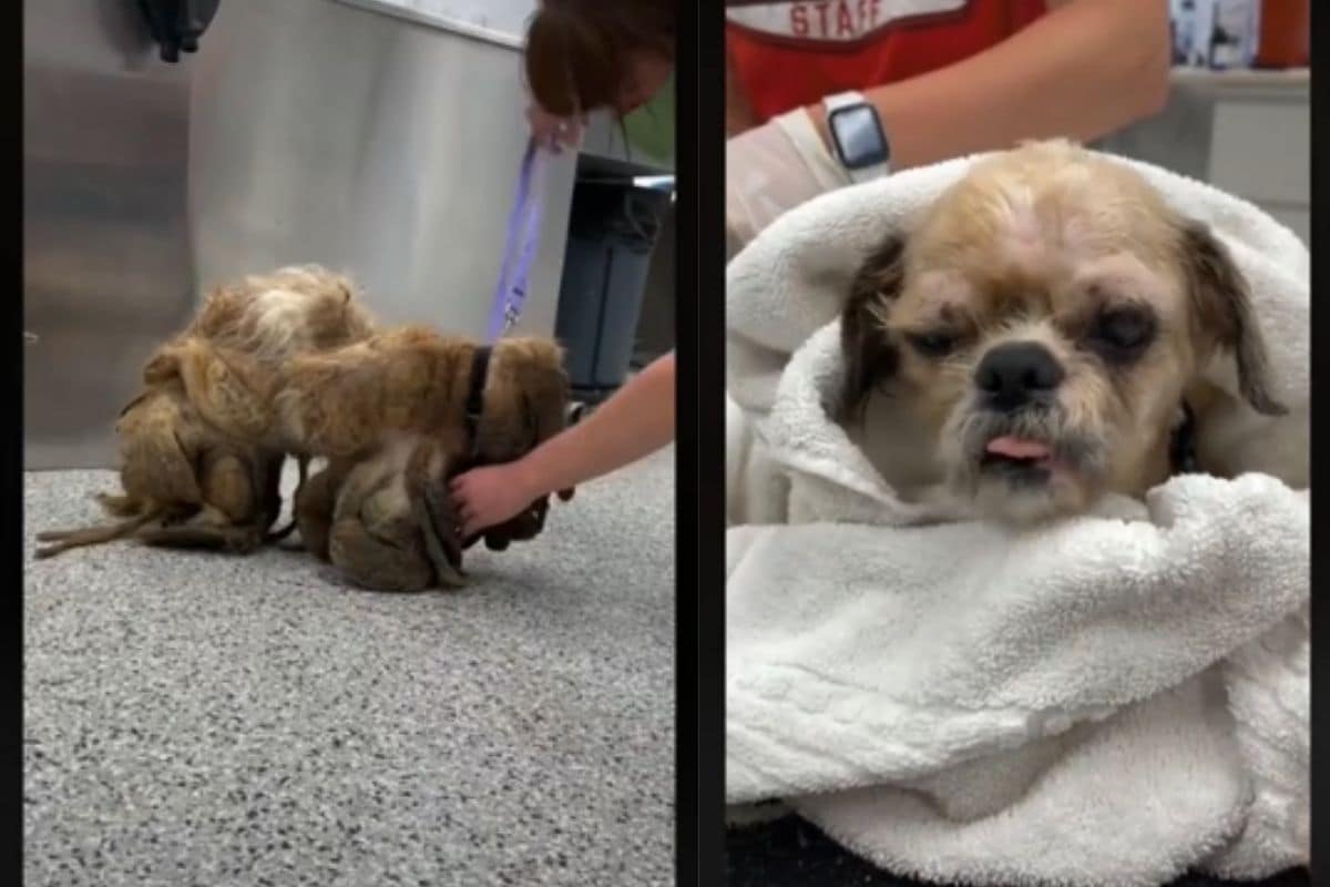 WATCH Rescued Dog Gets a Transformation after 2Kg Matted Fur Shaved