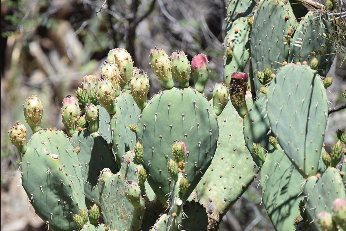 Italy's Suspected Cactus Trafficker Poached over 1000 Rare Cacti from ...